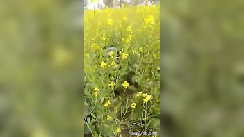 Sensational Scene: Aunty Caught Frolicking in Mustard Field! Desi Sex Uncovered!