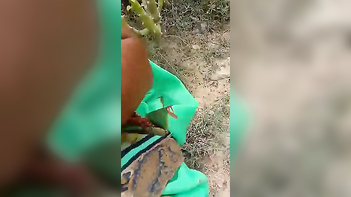 Village Desi Aunty Gives Sensual Blowjob in Woods - XXX MMS Uncensored!