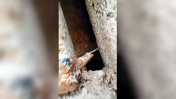 Youthful Desi Village Wife Experiences Intense Passion in Steamy Sex Session