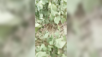 Village Couple Caught in Outdoor Sex Act Shocks Locals