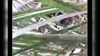 Bengali Village Aunty's Outdoor Sex With Lover Captured in Indian Porn Movie