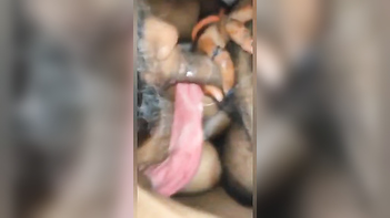 Desi Bride Sucks Dick Like A Pro, Juicy Blowjob Action Caught On Tape