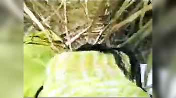 Desi Chick Gets Pounded Outdoor by Village Dickhead - Bhopal Sex Tape