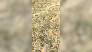 Local Randi Caught Outdoor in Action - Wild, Uncensored Sex Tape Revealed