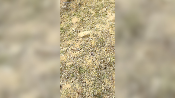 Local Randi Caught Outdoor in Action - Wild, Uncensored Sex Tape Revealed