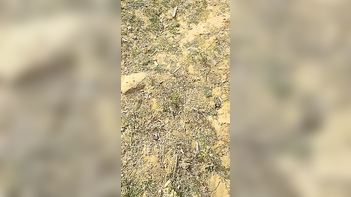Local Randi Caught Outdoor in Action - Wild, Uncensored Sex Tape Revealed