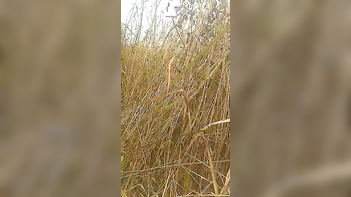 Hot Desi Village Couple Caught Banging Hard in a Field.
