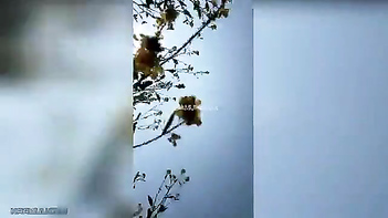 Tamil Babe Gets Nailed Hard - Watch Her Scream and Cream!