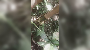 Chick Gets Pounded Outside in Dehati Chitkul Village, Naked and Wild ACTION