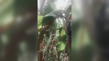 Chick Gets Pounded Outside in Dehati Chitkul Village, Naked and Wild ACTION