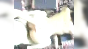 Desi BBW Bhabhi's Hardcore Sexcapade with Neighbor