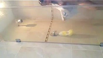 Hindu Chick Sucks Dick Like a Whore, Mind-Blowing Blowjob Action