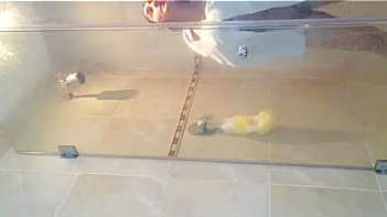 Hindu Chick Sucks Dick Like a Whore, Mind-Blowing Blowjob Action