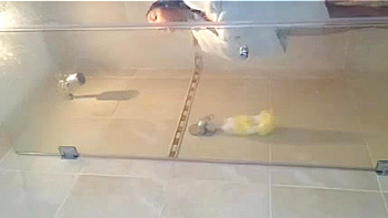 Hindu Chick Sucks Dick Like a Whore, Mind-Blowing Blowjob Action