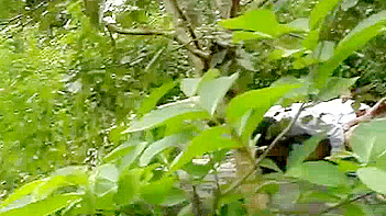 Indian Couple Get Wild and Dirty in the Jungle, Hardcore Sex Scenes