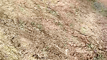 Indian Couple Get Wild and Dirty in the Jungle, Hardcore Sex Scenes